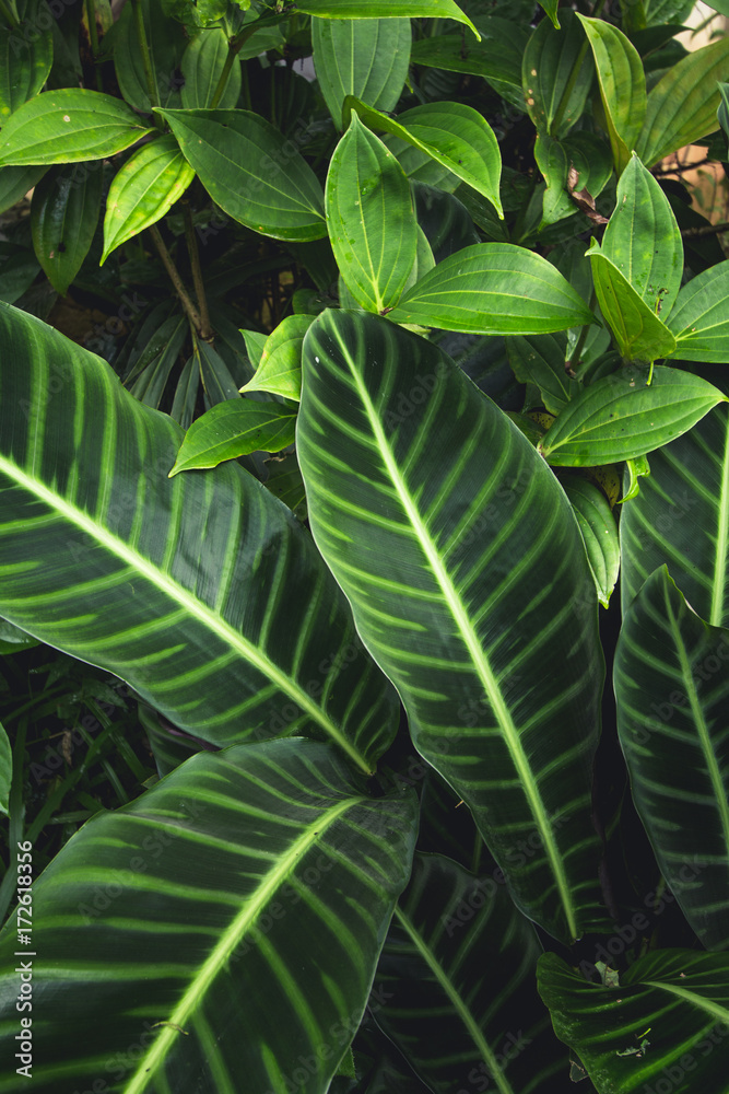 Green leaf background in a refreshing forest Green leaf background in a refreshing forest
