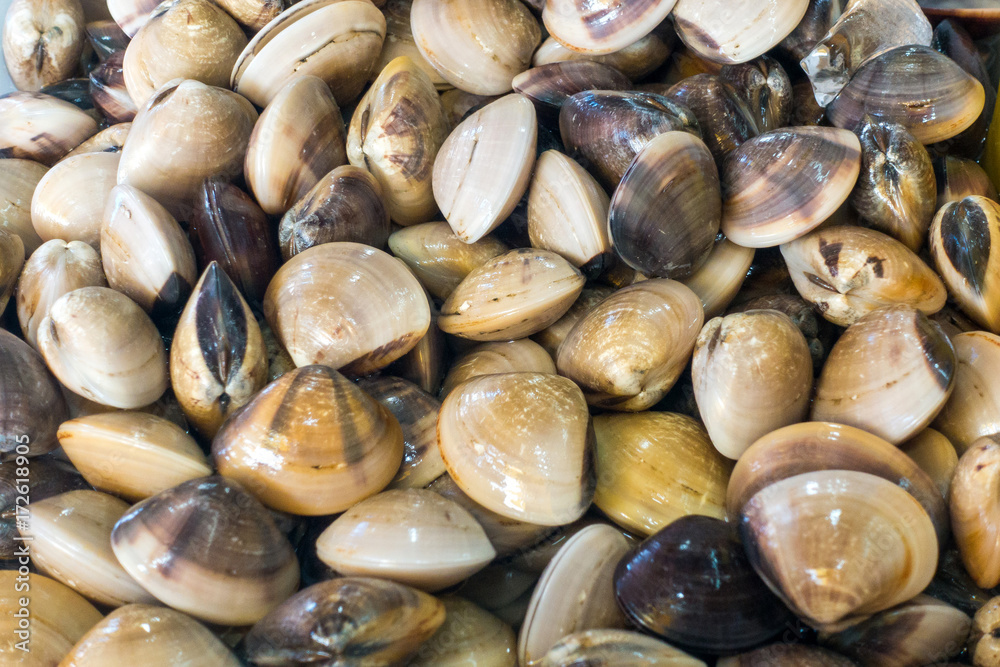 Fresh enamel venus shell (Meretrix lyrata) in market. Fresh enamel venus shell (Meretrix lyrata) in market.