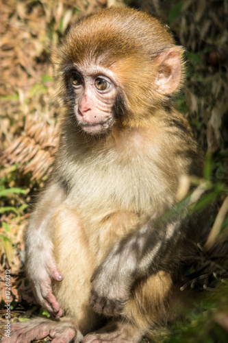 Baby Macaque monkey © martinez