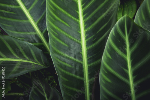 Green leaf background in a refreshing forest