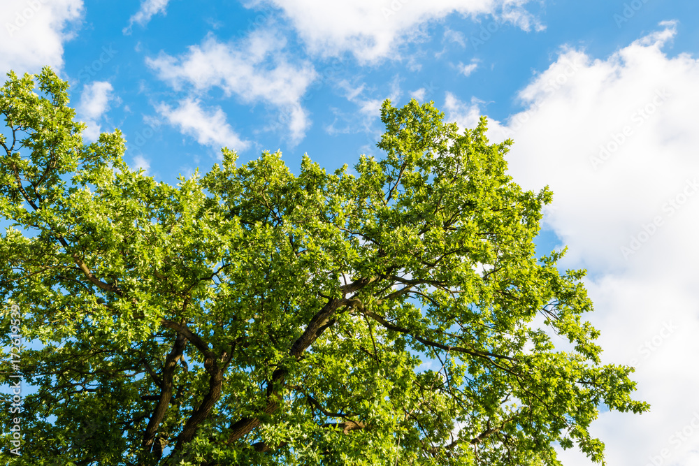 Fototapeta premium Green tree against blue sky with clouds