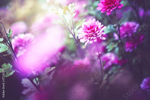 pink lilac vintage flowers in nature. Outdoor garden beautiful plants background