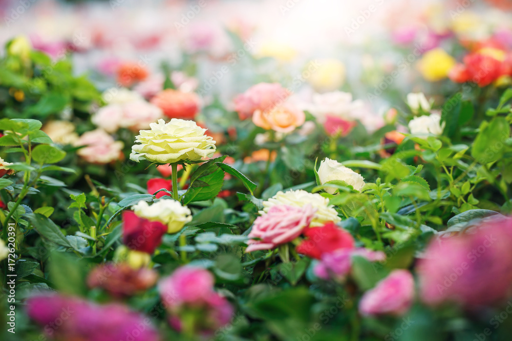flowers in market at holiday. Nature fresh autumn photo flowers in market at holiday. Nature fresh autumn photo