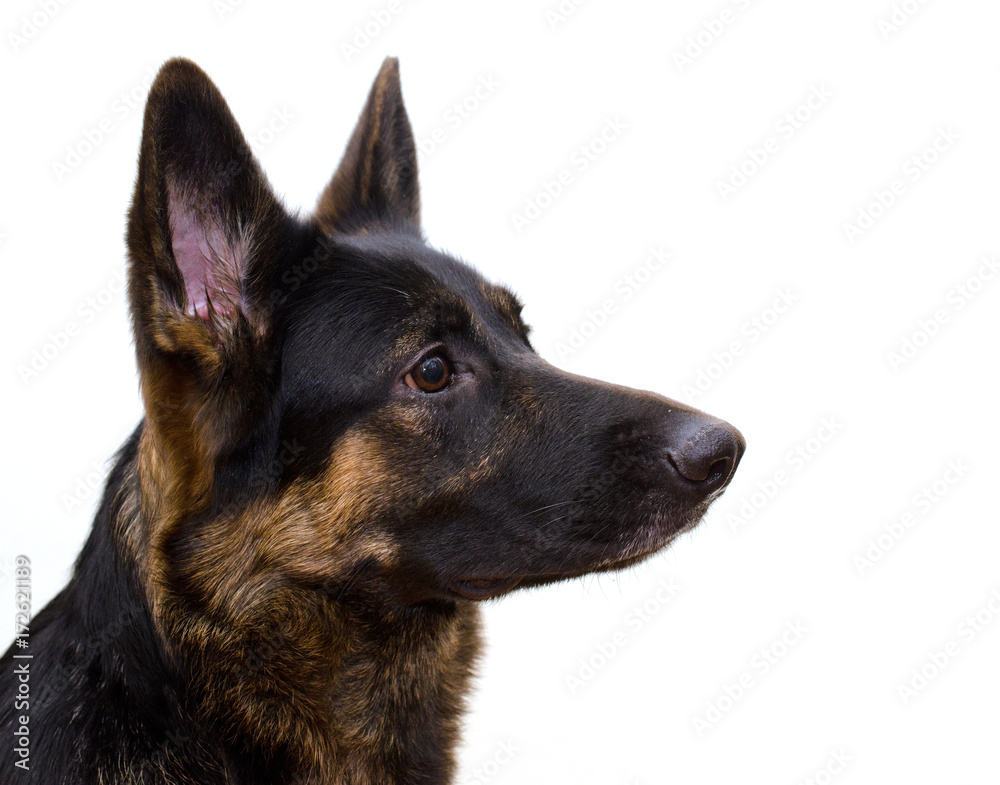 Cute serious German shepherd looking sideward (isolated on white), with copy space on the right