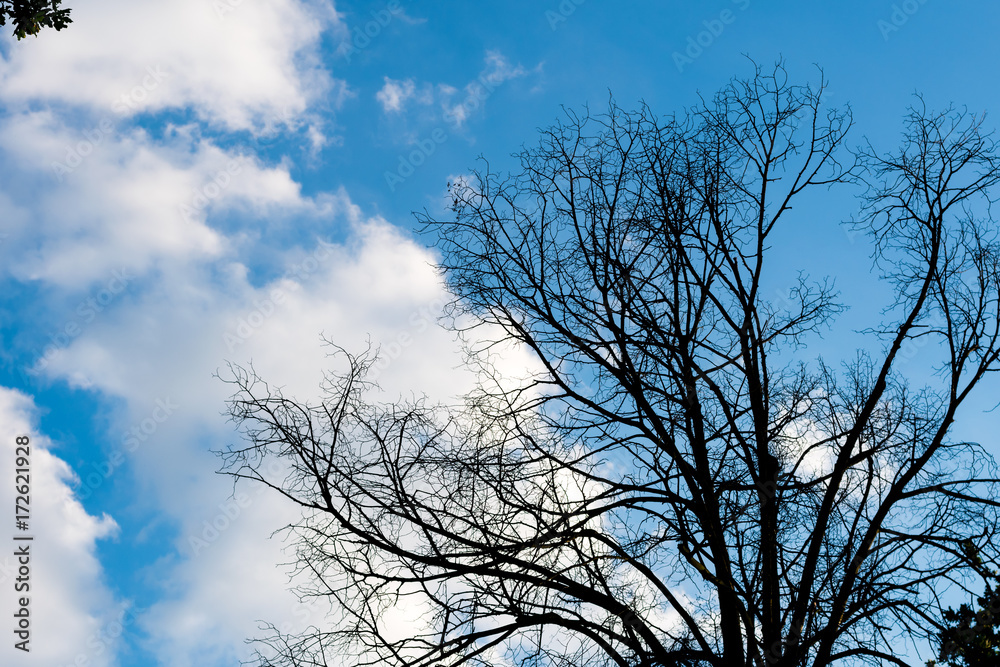 Black dry branches of tree without leaves Black dry branches of tree without leaves