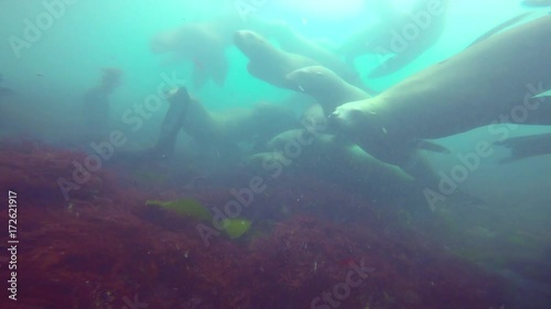 Wallpaper Mural Увлекательные подводные погружения с сивучами у берегов полуострова Камчатка. Тихий океан. Torontodigital.ca