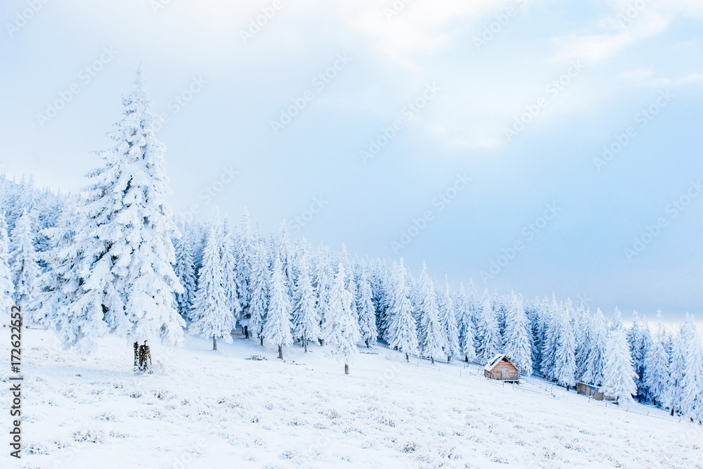 Mysterious winter landscape majestic mountains in winter. Magical snow covered tree. In anticipation of the holiday. Dramatic wintry scene. Carpathian. Ukraine. Happy New Year.