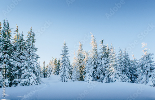 Mysterious winter landscape majestic mountains in winter. Magical snow covered tree. In anticipation of the holiday. Dramatic wintry scene. Carpathian. Ukraine. Happy New Year. © standret