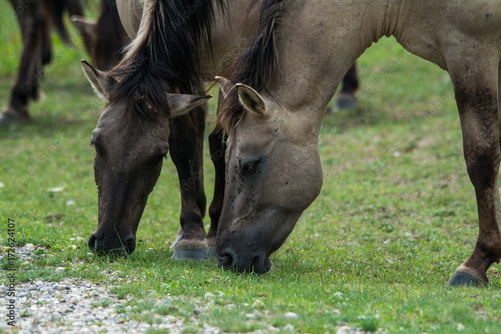 Fototapeta premium Portrait wild horse in national park Austria Europe