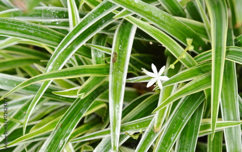 white weed flower blooming among Dracaena plant clump