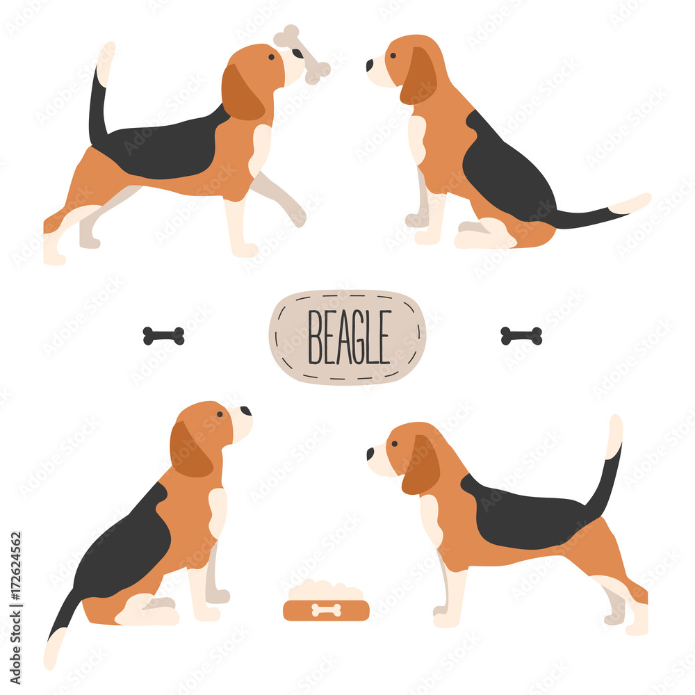 Set of dog beagle. Vector illustration