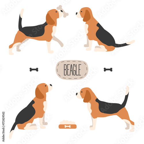 Set of dog beagle. Vector illustration