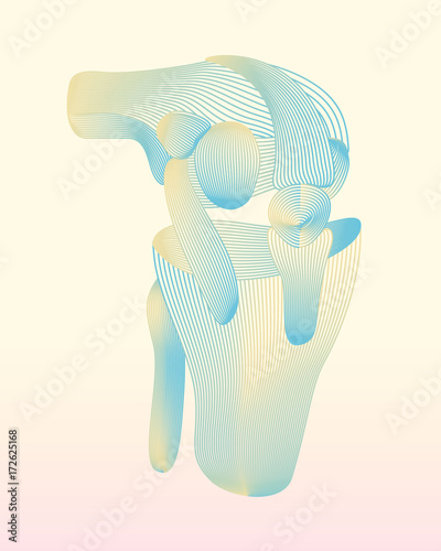 Joint, patella, leg, a symbol of the knee joint. Anatomy of the knee. Traumatology and orthopedics concept.