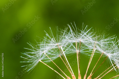 Detail of part of dandelion s ripe white seeds