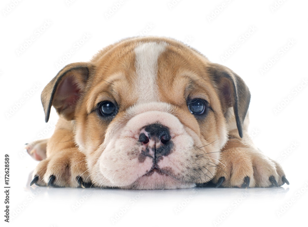 Obraz premium puppy english bulldog