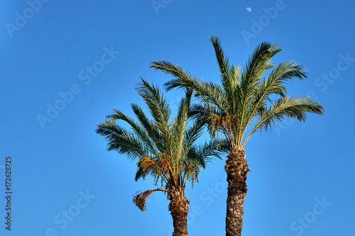 Palm tree on the sky background