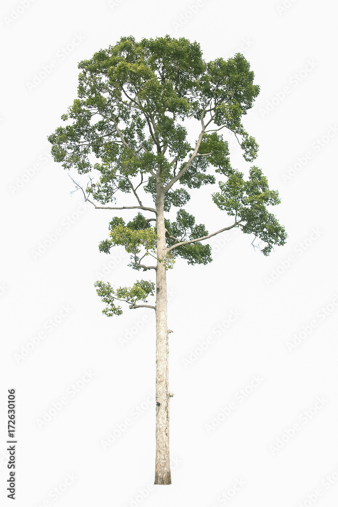 Photography image of Big green tree isolated on white background with clipping path. Photography image of Big green tree isolated on white background with clipping path.