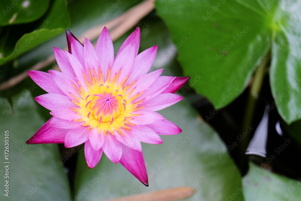 Fototapeta premium Blooming pink miami rose lotus