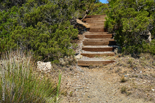 Wooden staircase between the bushes