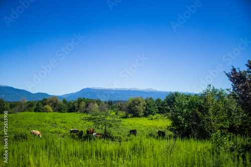 A beautiful mountain landscape with cows and trees © flashmovie