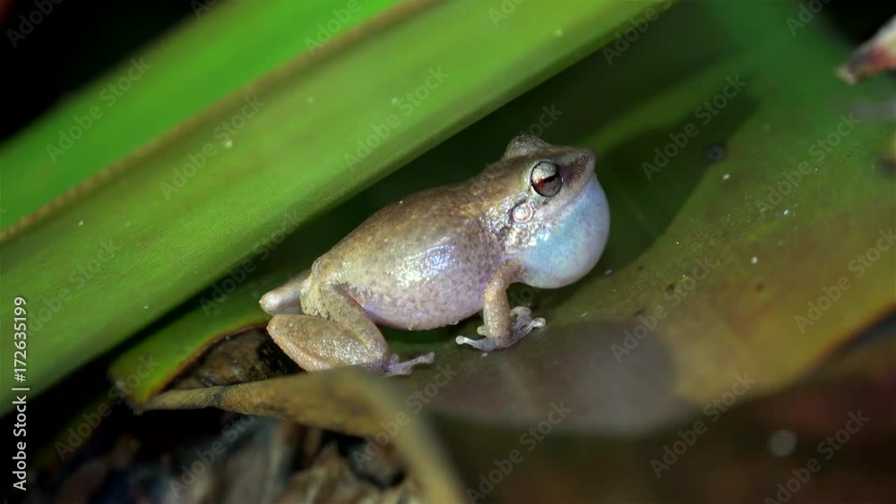 Night singing (mating calls) of common Сoqui frogs. Big island, Hawaii, USA