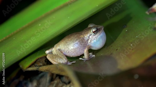 Night singing (mating calls) of common Сoqui frogs. Big island, Hawaii, USA
