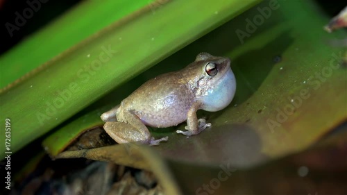 Night singing (mating calls) of common Сoqui frogs. Big island, Hawaii, USA photo
