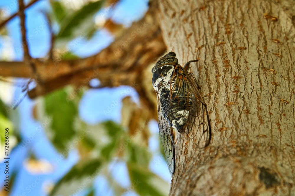 Obraz premium Large cicadas on the tree
