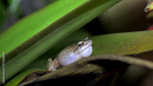 Night singing (mating calls) of common Сoqui frogs. Big island, Hawaii, USA photo