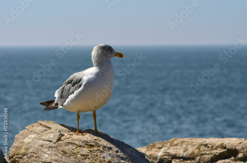 Albatross, bird, seagull, sea © ChemiQ