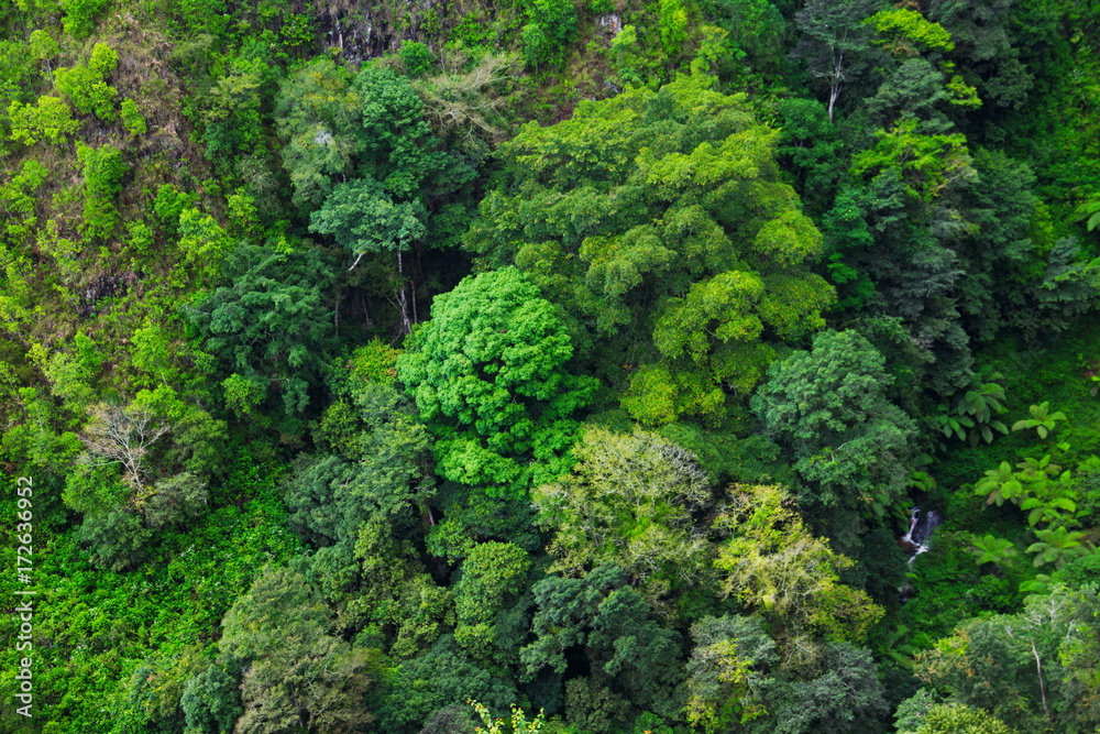 Aerial view of rain forest, Medan, Indonesia. Aerial view of rain forest, Medan, Indonesia.