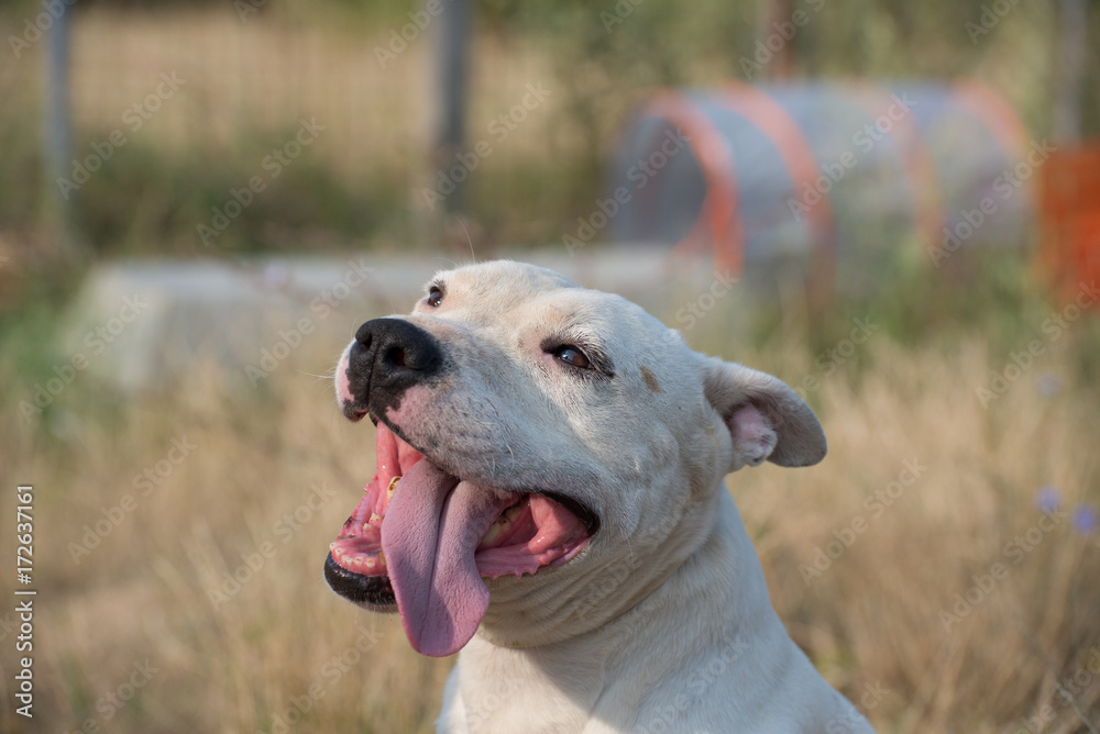 Cheerful white dog on dogs shelter playground Cheerful white dog on dogs shelter playground