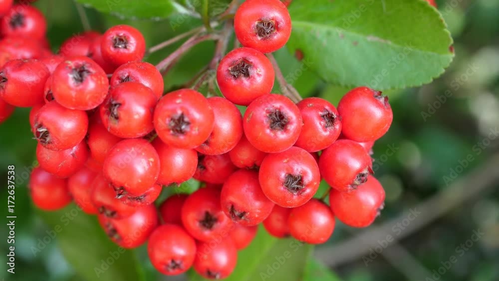 ripe fruits of rowan on tree ripe fruits of rowan on tree