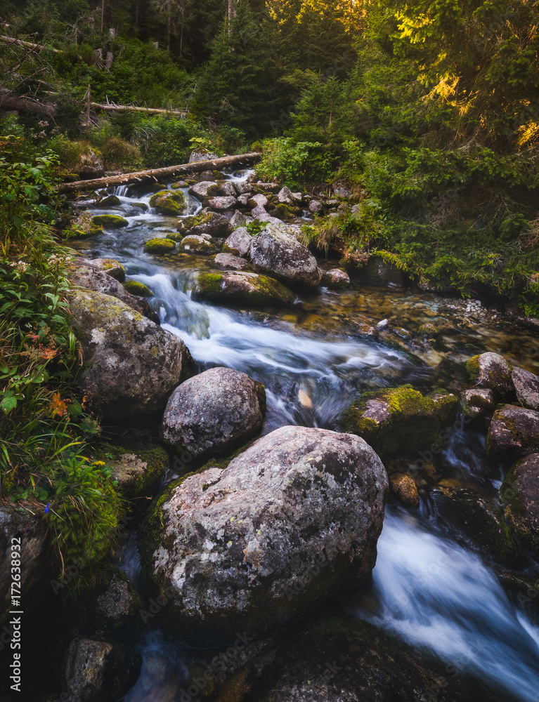Fototapeta premium Mountain Creek Flowing over the Rocks in the Forest