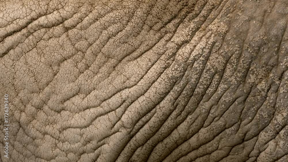 African elephant's skin African elephant's skin