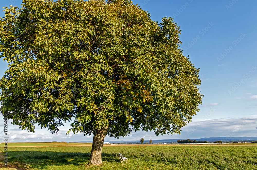 Obraz premium Landschaft mit Wallnussbaum (Juglans regia) auf der grünen Wiese
