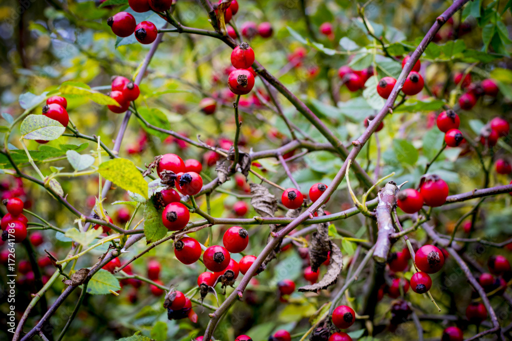 Hagebutten im Herbst