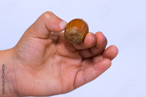 hazelnut in the hand