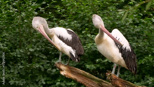 Australian pelican preening