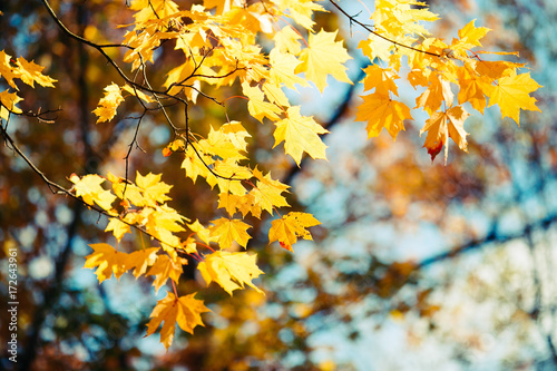 Bright yellow maple leaves against the blue sky background