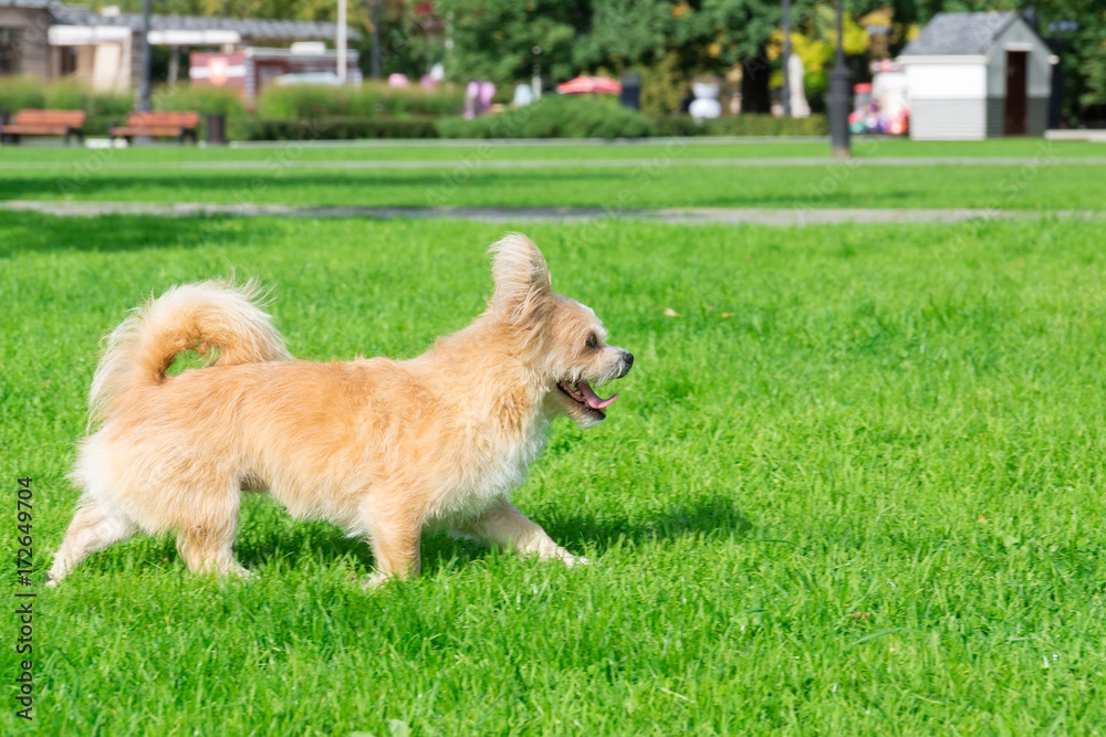 Little dog lying on the grass Little dog lying on the grass