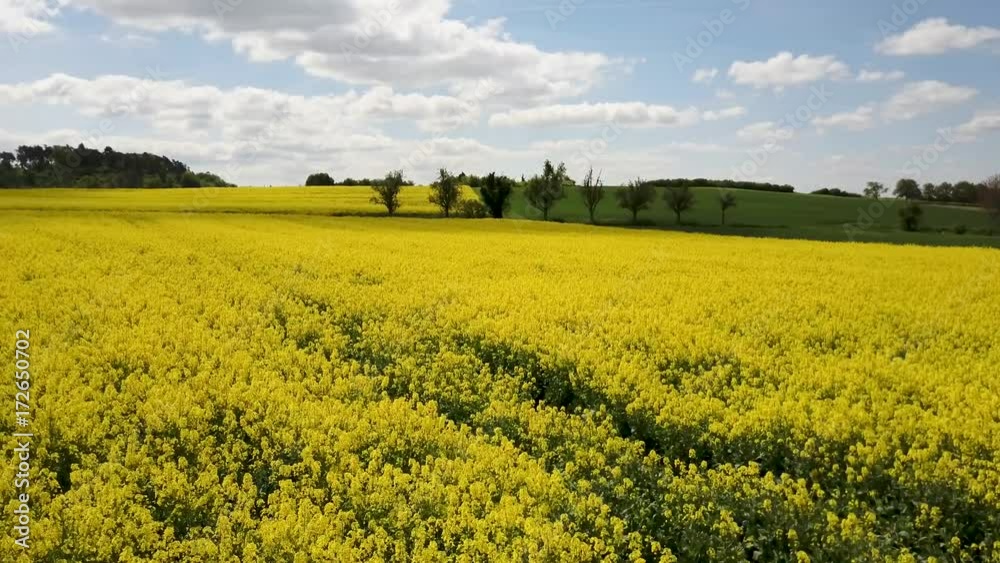 Camera lifting up above blooming yellow rapeseed field at sunny day,aerial view Camera lifting up above blooming yellow rapeseed field at sunny day,aerial view