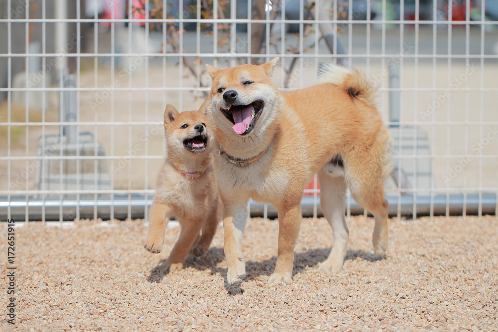 子犬と遊ぶ成犬の柴犬 Stock Photo Adobe Stock