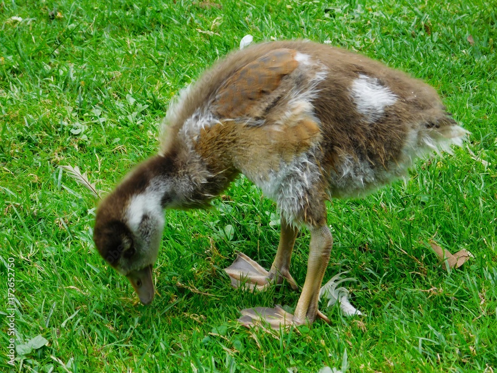 Fototapeta premium Entenjunges auf der Wiese
