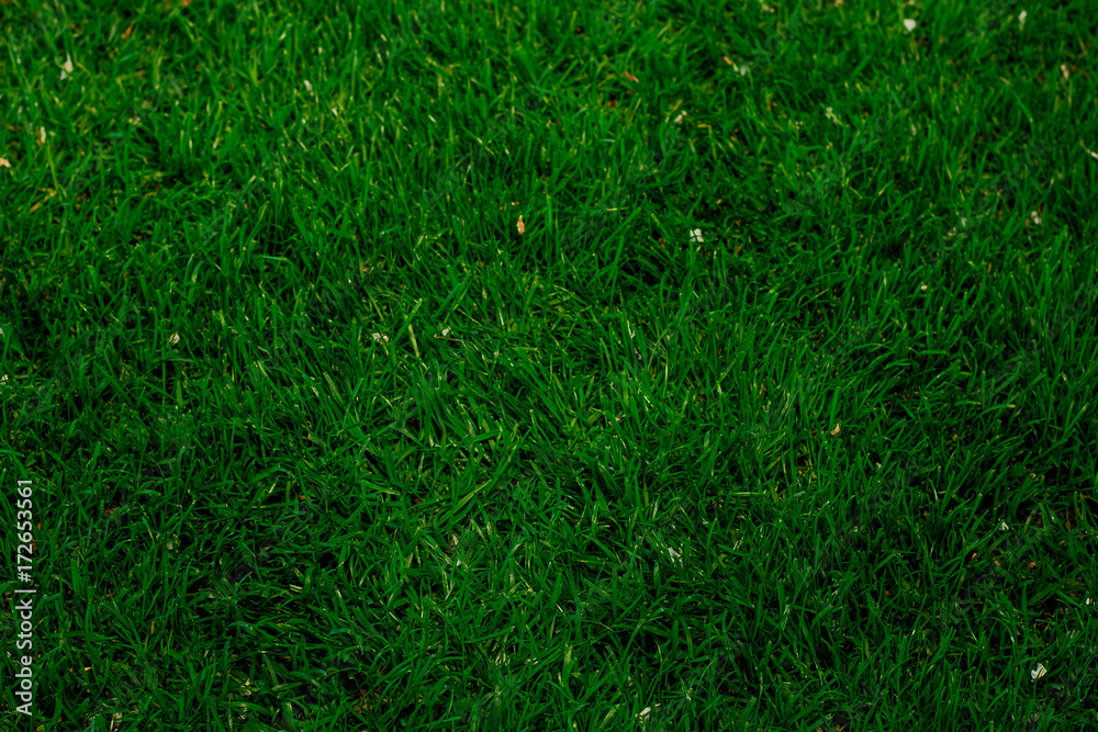 background of green grass background of green grass