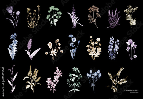 Collection of beautiful wild herbs, herbaceous flowering plants, blooming flowers, shrubs and subshrubs isolated on black background. Hand drawn detailed botanical vector illustration.