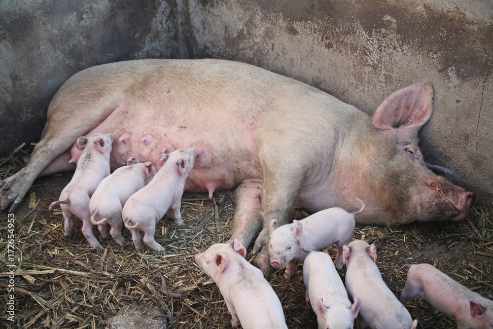Mama Pig and her piglets Mama Pig and her piglets