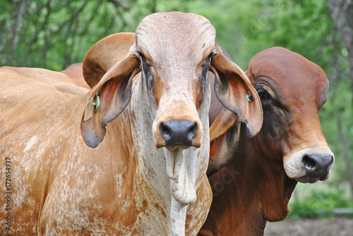 a portrait of 2 bulls