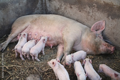 Mama Pig and her piglets