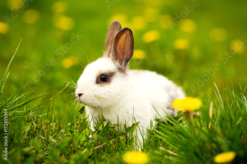 Rabbit jumping on the green grass Easter bunny